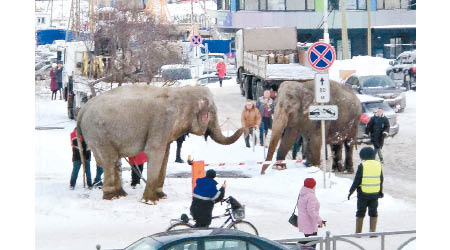 大象在雪地上玩耍。（美聯社圖片）