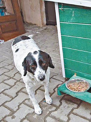 香腸（圖）陪着師生安全橫過馬路。