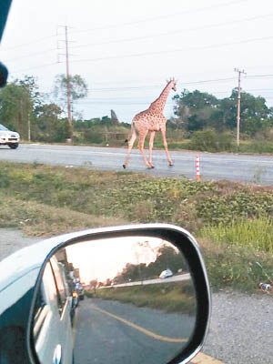 駕駛者看到長頸鹿都吃驚不已。