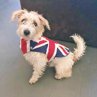 第一犬「迪莉恩」穿上英國國旗衣服。
