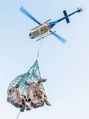 巨龜由直升機運到保育中心。下圖的年輕雌龜有平塔島亞種加拉伯戈斯象龜的基因。（美聯社圖片）