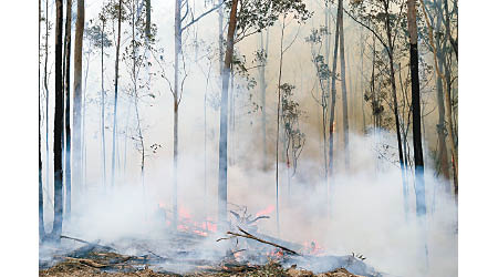 山火燒毀大量林地。（美聯社圖片）