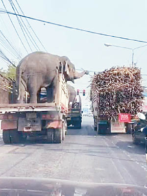 大象在車斗上大歎甘蔗放題。