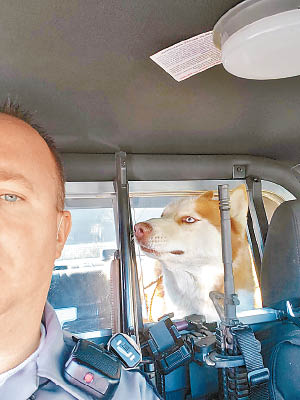 威爾納在警車上與哈士奇犬合照。