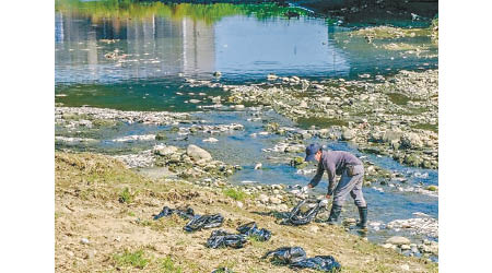 廠商接報後，緊急派員清除魚屍。（中時電子報圖片）