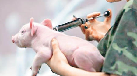 非洲豬瘟疫苗創製成功。