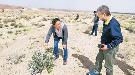 中國蝗災防治工作組考察沙漠蝗蟲災害嚴重的地區。