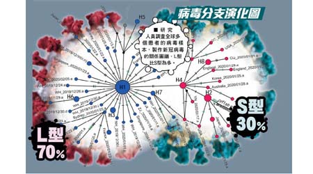 病毒分支演化圖