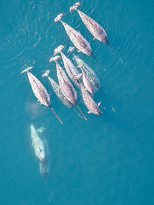 雄性獨角鯨額前長有尖細獠牙。
