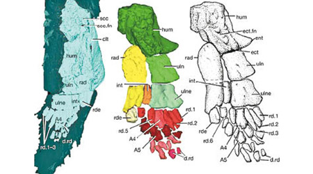 專家發現，化石魚鰭內有呈放射狀排列的細小骨頭（圖）。