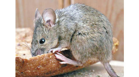 老鼠傳播漢坦病。