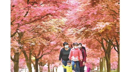 重慶<br>重慶市民戴口罩觀賞市內紅楓林。（中新社圖片）