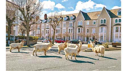 羊群大搖大擺進入鎮上。