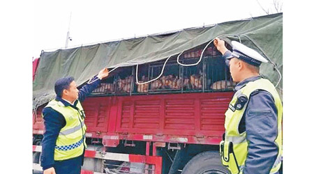 內地當局加強檢查運豬車。