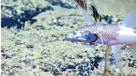 深海魚群也有季節性遷徙習性。
