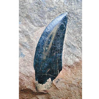 化石邊緣有細密鋸齒。