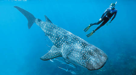 生物學家首次準確得知鯨鯊的年齡。