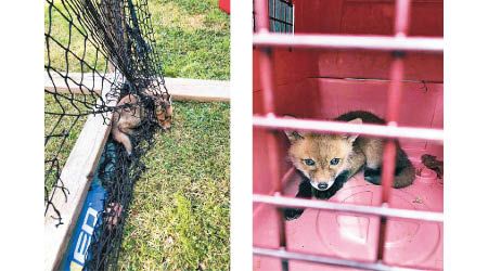 被網繩緊緊纏住的小狐狸（左）獲救後送往野生動物保護中心（右）。