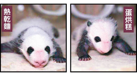 大熊貓雙胞胎被命名為熱乾麵及蛋烘糕。