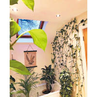 牆壁也布滿攀藤植物。