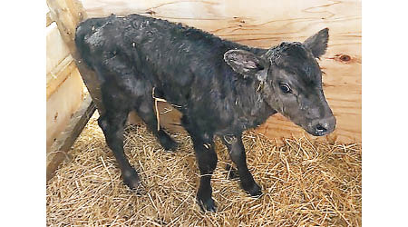 專家以冷凍乾燥保存的和牛精液培育出小和牛。