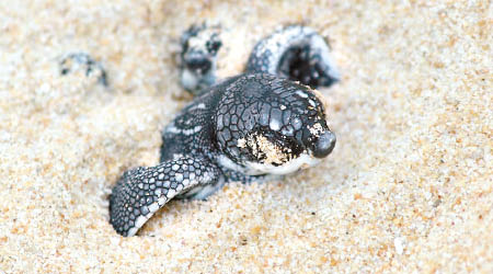 海龜在泰國沙灘築巢的數目有所增加。圖為小龜孵化後走出沙灘。