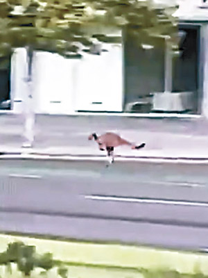 袋鼠在阿德萊德市中心到處蹦跳。