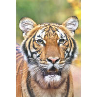 布朗克斯動物園一隻老虎（圖）感染新冠肺炎，是全球首例。
