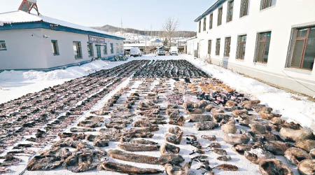 警方檢獲大批野生動物屍體及其製品。
