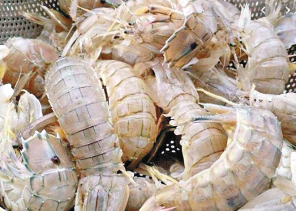 福建抽驗瀨尿蝦 揭重金屬超標 - 東方日報