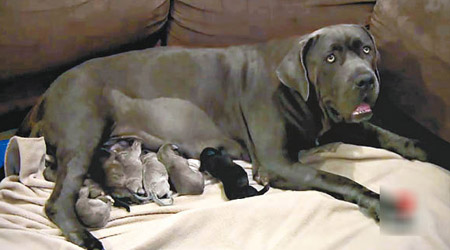 影子創下澳洲狗隻一胎誕下最多小狗的紀錄。