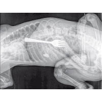 X光片中發現長約十厘米的餐叉，幸得獸醫取出。