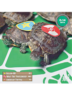 首次烏龜打吡賽有多隻烏龜參賽，五號烏龜奪獨贏。