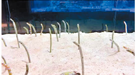 花園鰻感到威脅逼近就會埋入沙中。