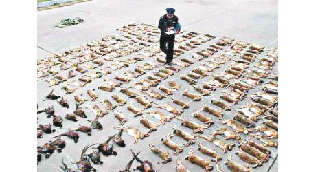北京警方破獲非法獵捕販賣野生動物案。