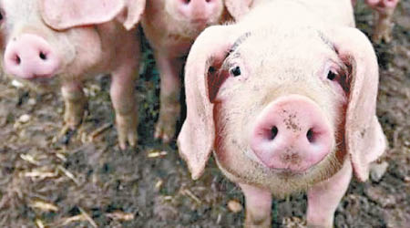 經專家研判，已解除谷縣非洲豬瘟疫區的封鎖。