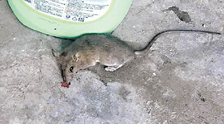 漢坦病毒可經老鼠傳染。