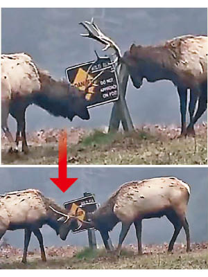 兩頭雄鹿在警告牌後，互相打鬥，畫面既兇悍又惹笑。