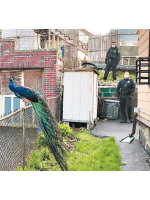 孔雀受雌孔雀求偶聲吸引而停留，終被捕獲送返動物園。