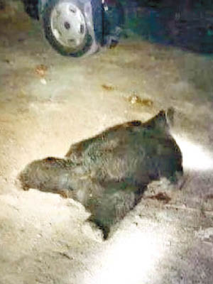警方將黑熊擊斃。