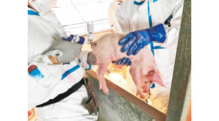 當局計劃擴大向家豬接種疫苗。