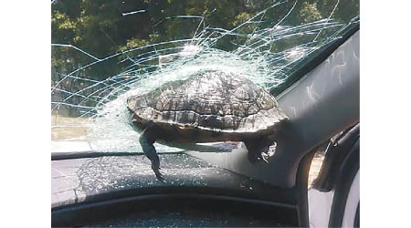 烏龜從天而降，直插擋風玻璃內。