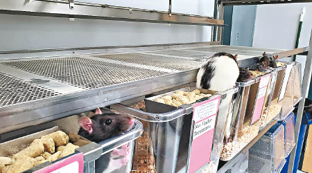 實驗室老鼠在海因的教學上功不可沒。