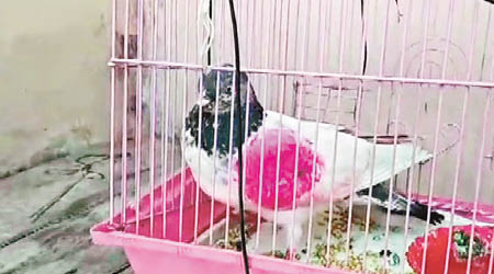 鴿子被印度警方誤以為是間諜。