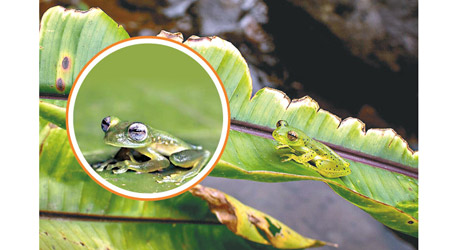 研究指玻璃蛙（圓圖）皮膚呈半透明，是一種偽裝保護機制。
