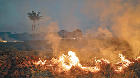 巴西<br>巴西雨林去年發生嚴重火災。（美聯社圖片）