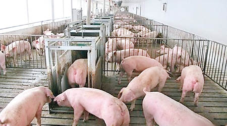 麗江市永勝縣爆發非洲豬瘟疫情。圖非涉事養殖場。