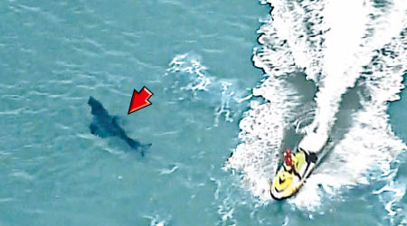 大白鯊（箭嘴示）繼續在附近水域游弋。（美聯社）