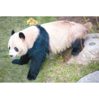 大熊貓「星二」已被送回其家中。（美聯社圖片）