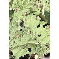 蝗蟲專吃農作物的嫩葉，致整片葉被吃光。